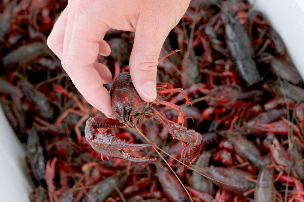 How Do You Purge Crawfish? The Rusty Spoon