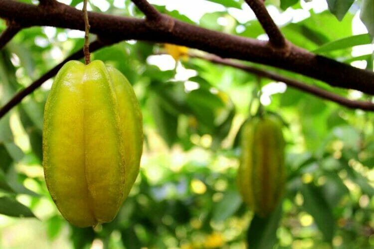 Star Ripe Container When Is Star Fruit Ripe? Here’s How To Pick The Ripest One - The Rusty ...