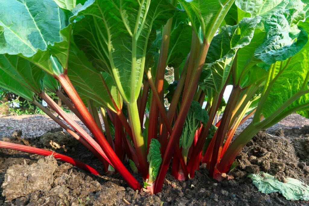 When Is Rhubarb In Season? Here’s What You Should Know - The Rusty Spoon