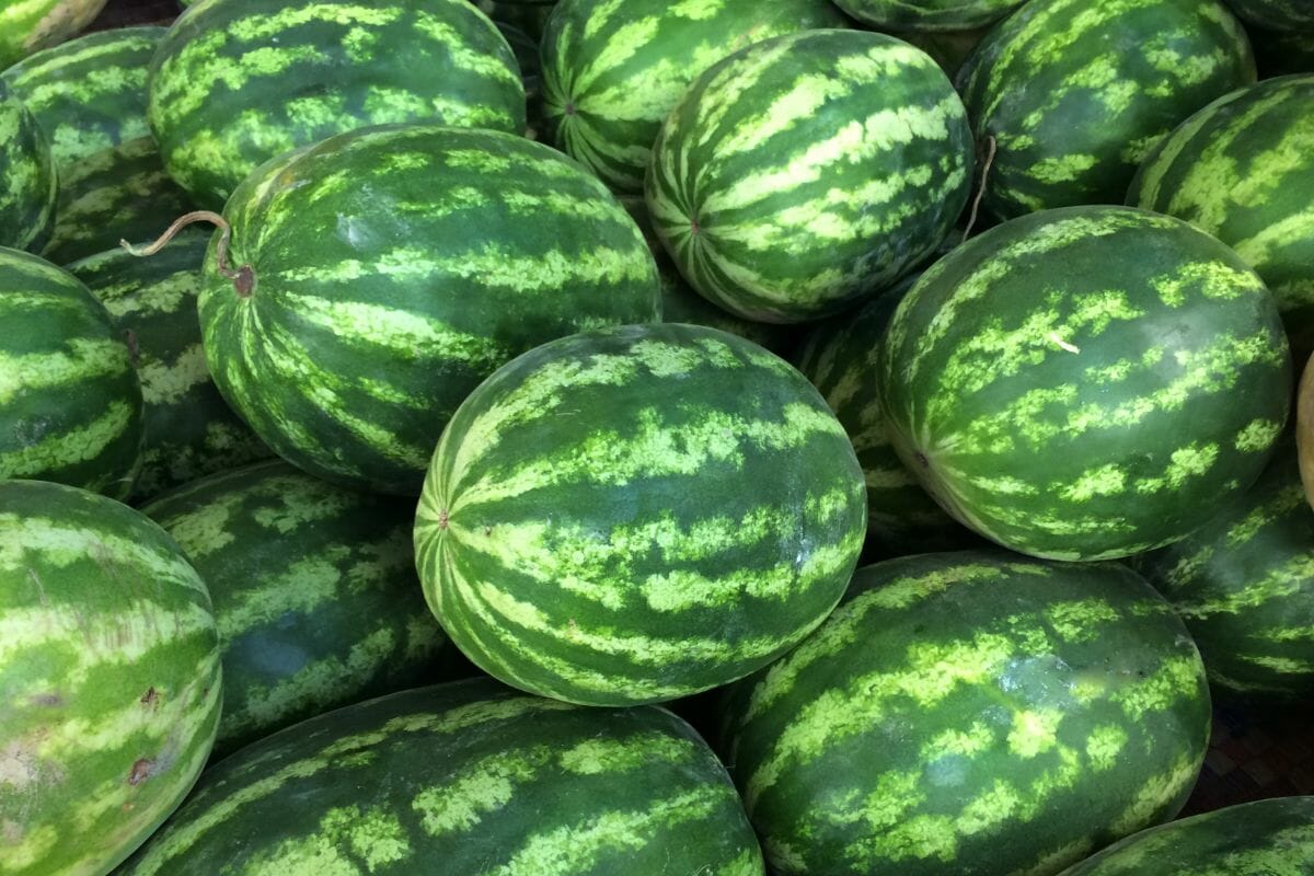 How Much Does A Watermelon Weigh? (It May Suprise You) - The Rusty Spoon