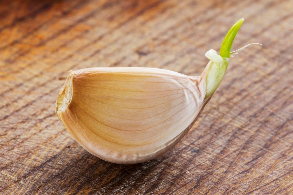 Does Garlic Go Bad? How To Tell If Garlic Is Bad! - The Rusty Spoon