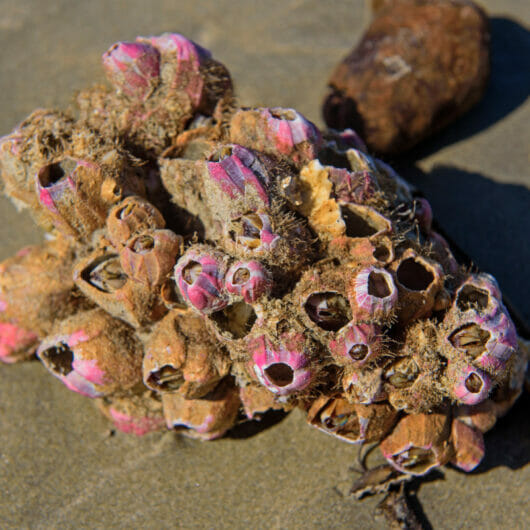 Razor Sharp Barnacles Can You Eat Barnacles? Yes! Here’s What To Know About Barnacles Taste ...