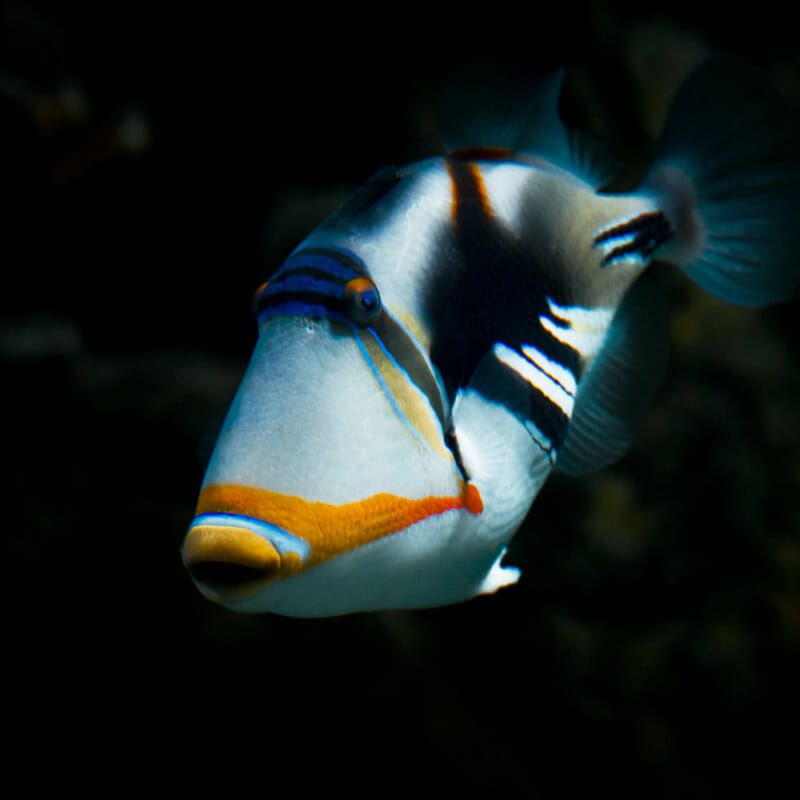 What Do Triggerfish Taste Like? - The Rusty Spoon