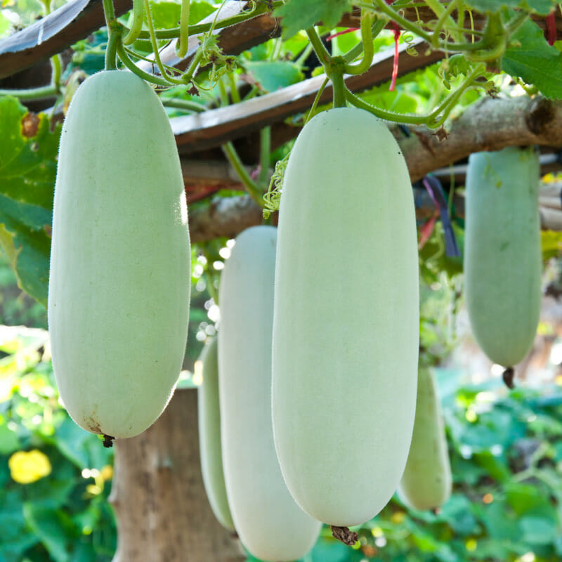 what-is-winter-melon-what-does-winter-melon-taste-like-the-rusty-spoon